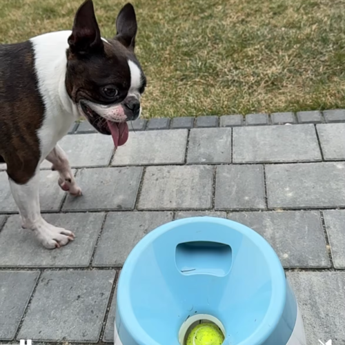 Automatic-Ball-Launcher-Dogs