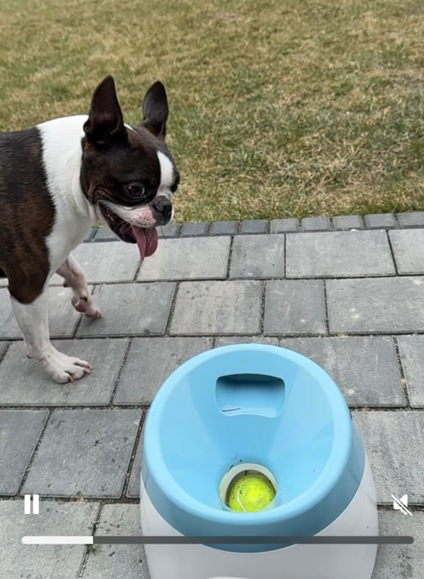 Automatic-Ball-Launcher-Dogs