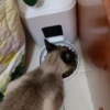 Automatic-Dog-Feeder-Wifi- cat