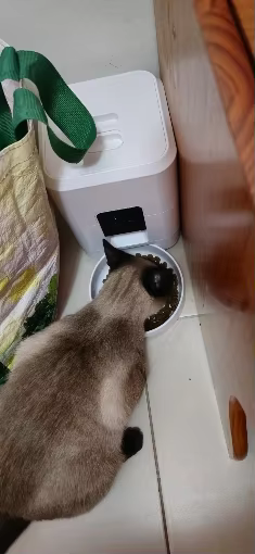 Automatic-Dog-Feeder-Wifi- cat
