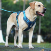 Dog-Harness-3