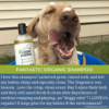 Organic-Dog-Shampoo
