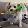 plush-duck-for-dogs