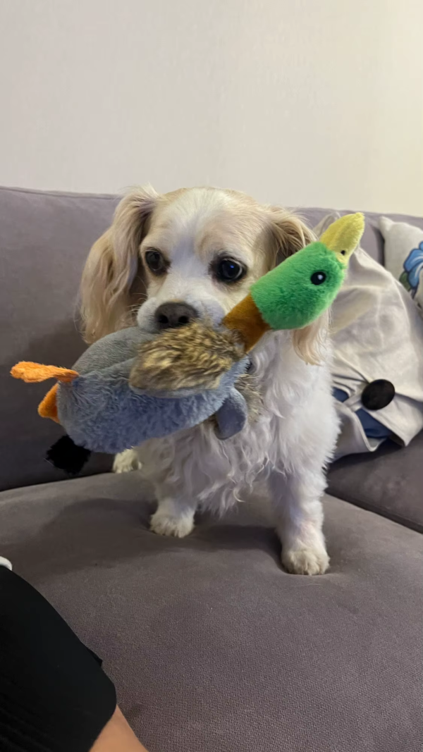 plush-duck-for-dogs