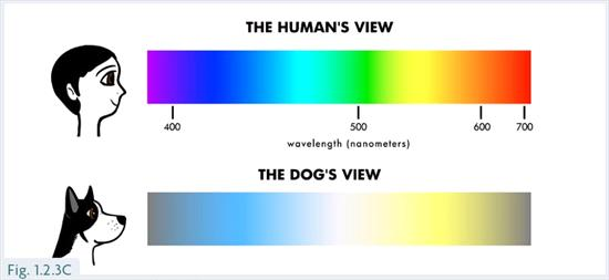 Dog Color Vision chart