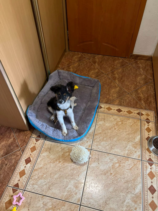 Durable Colored Dog Beds