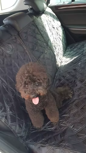 Car Seat Protector For Dogs - Bench