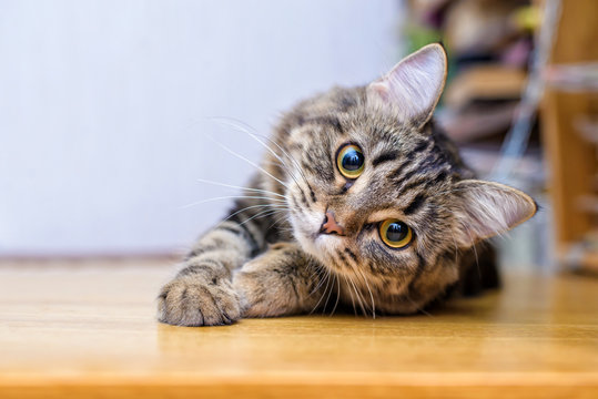 CAt Photostock